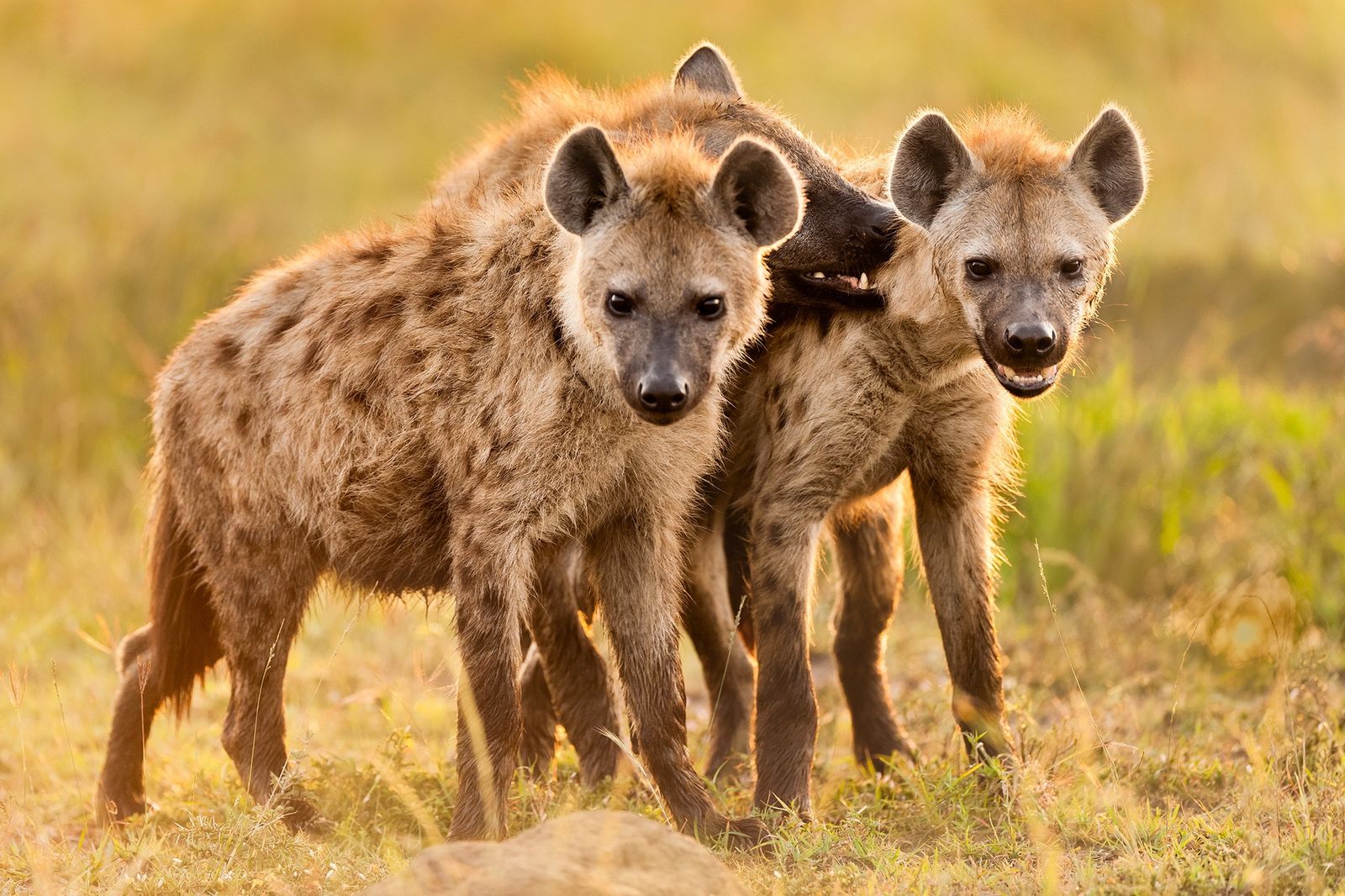 Hyenas FC National Geographic Leo Foundation